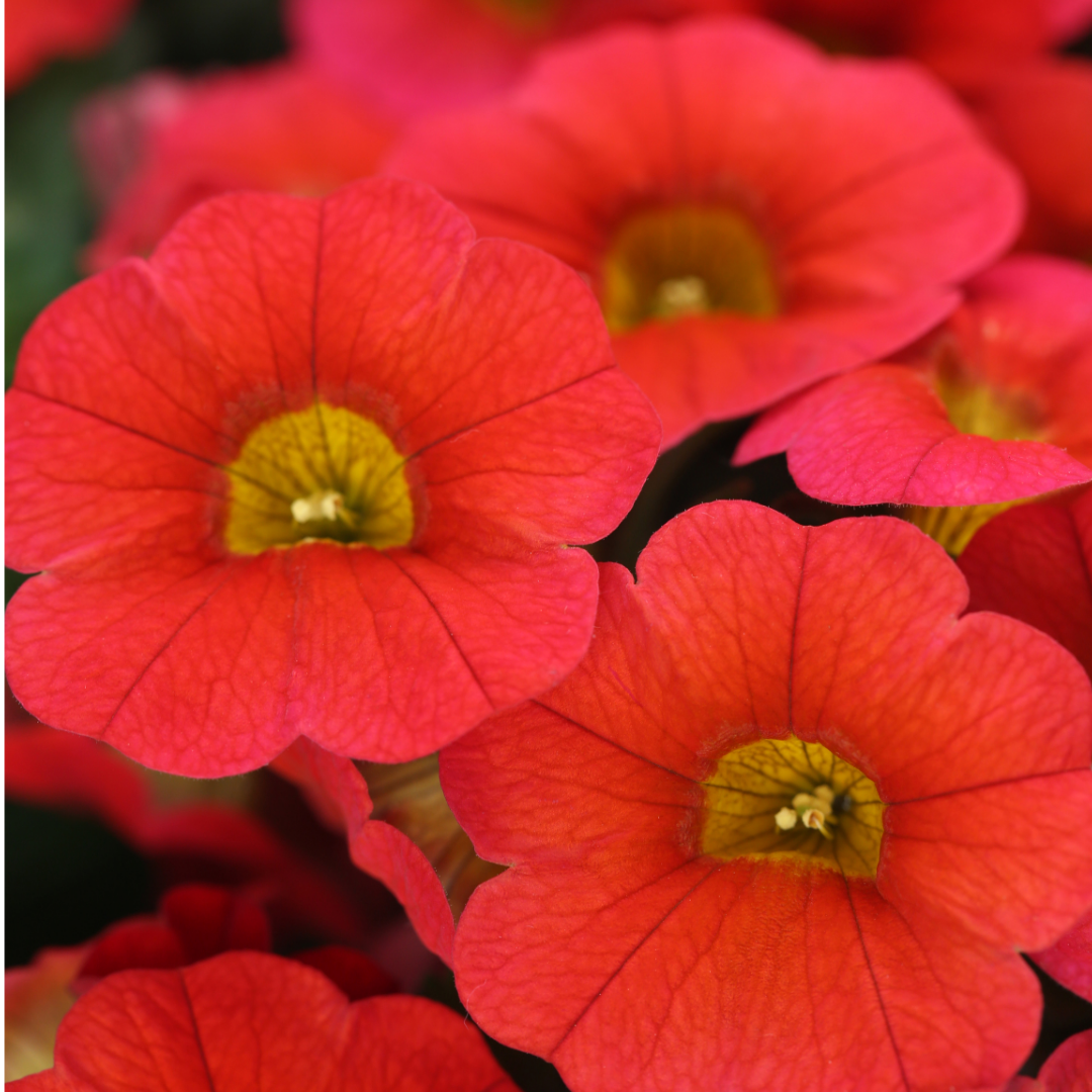 Calibrachoa ‘Cabaret Orange’ — Half-Hardy Trailing Annual, Bee-Friendly, 10.5cm Pot (Set of 3 or 6)