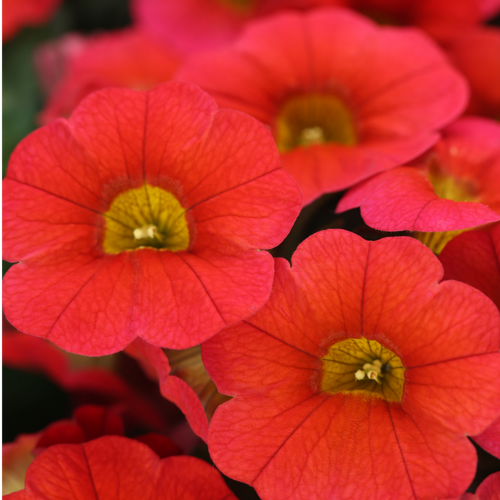 Calibrachoa ‘Cabaret Orange’ — Half-Hardy Trailing Annual, Bee-Friendly, 10.5cm Pot (Set of 3 or 6)