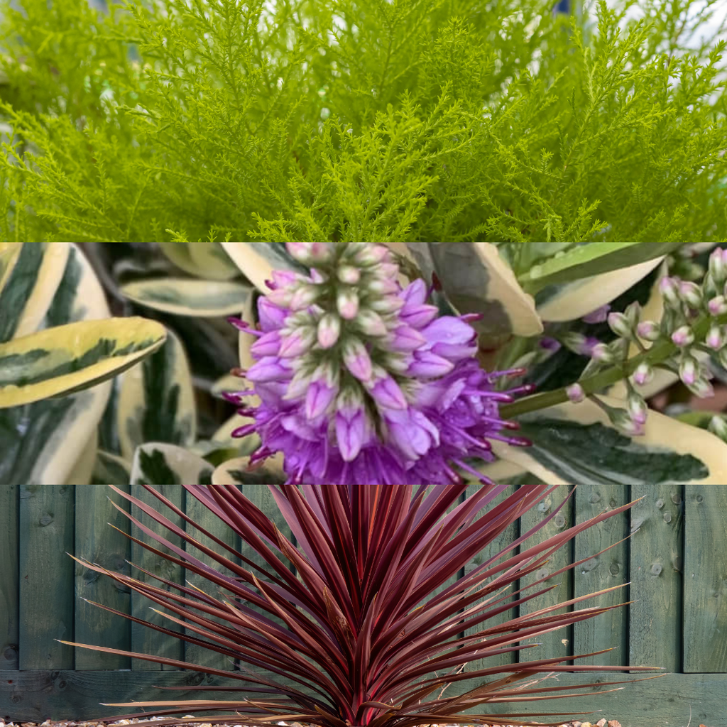 Container Middles Mix — Curated 3-Plant Set (Cupressus 'Wilma', Cordyline 'Red Star', Hebe 'Variegata'), 13cm Pots