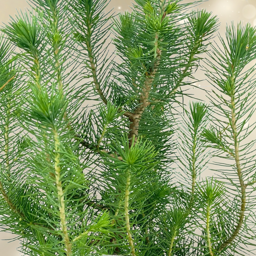 Mini Christmas Tree in White Metal Planter with Lights — Festive Live Conifer, 2L Pot
