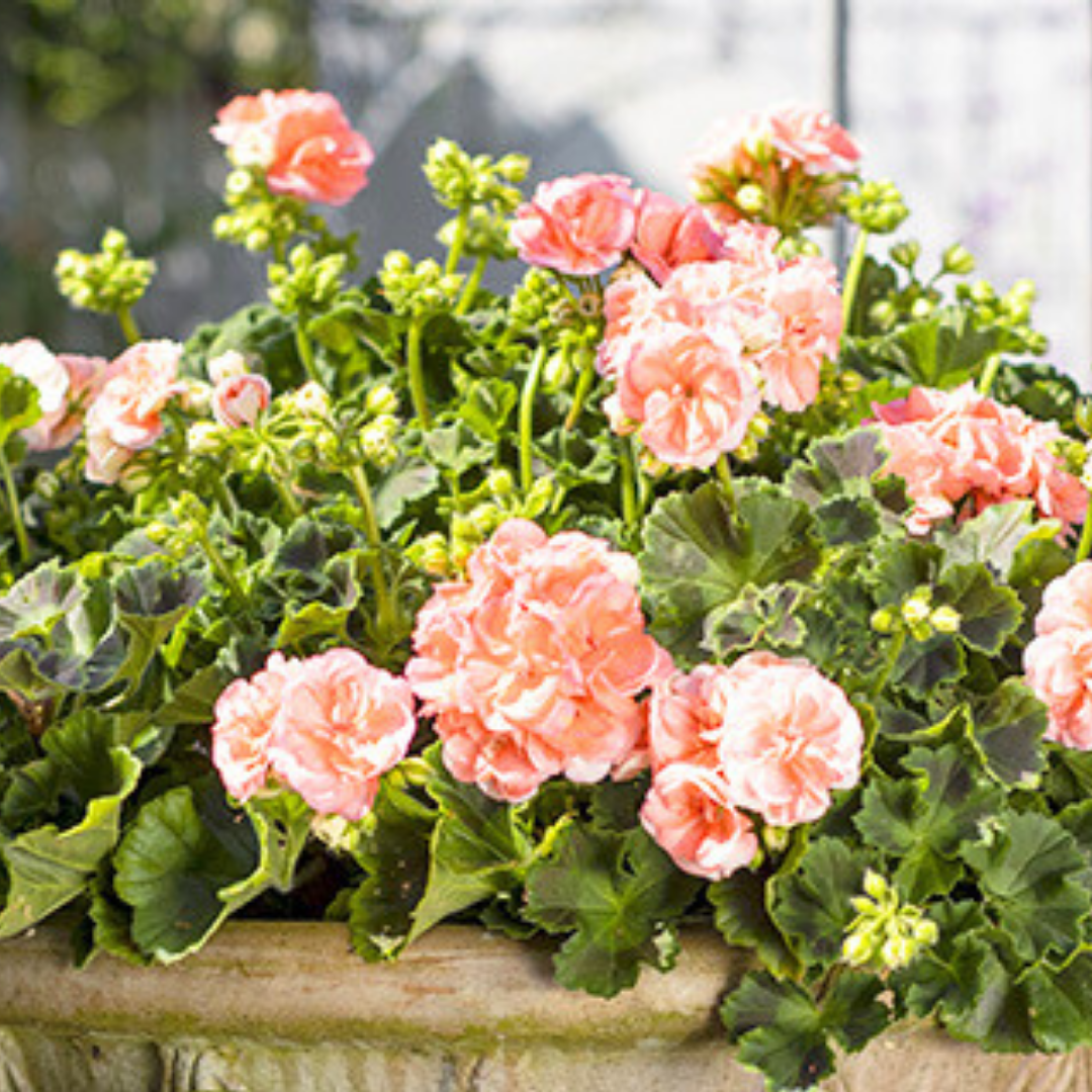 Pelargonium ‘Rosebud Astrid’ — Tender Perennial (grown as bedding), Bee-Friendly, 1L Pot (Set of 3 or 6)