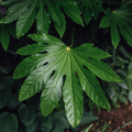 Fatsia ‘Japonica’ — Hardy Perennial, 3L Pot