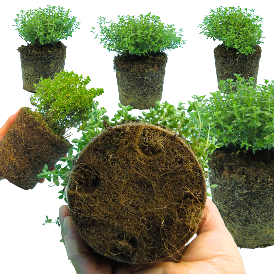 Thyme ‘Lemon Variegated’ — Edible Plant, 1L Pot