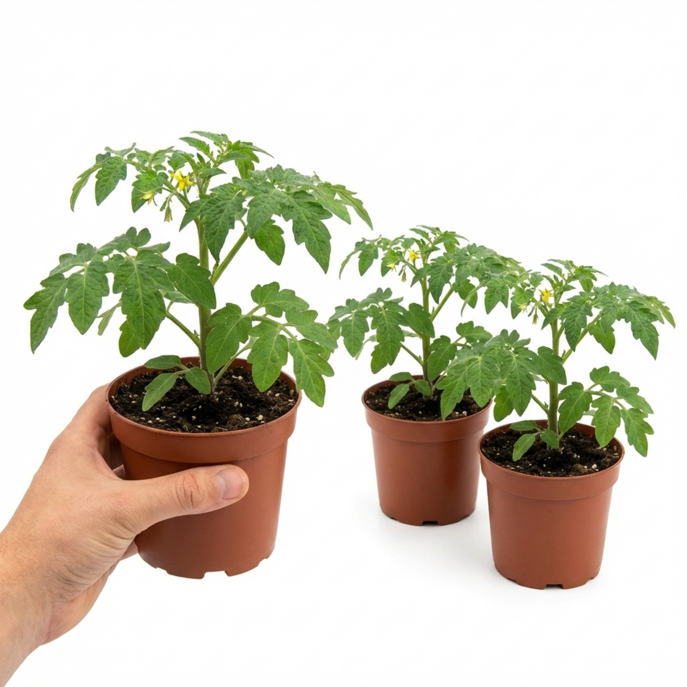 Tomato ‘Tomato’ — Tender Annual, 1L Pot (Set of 3 or 6)