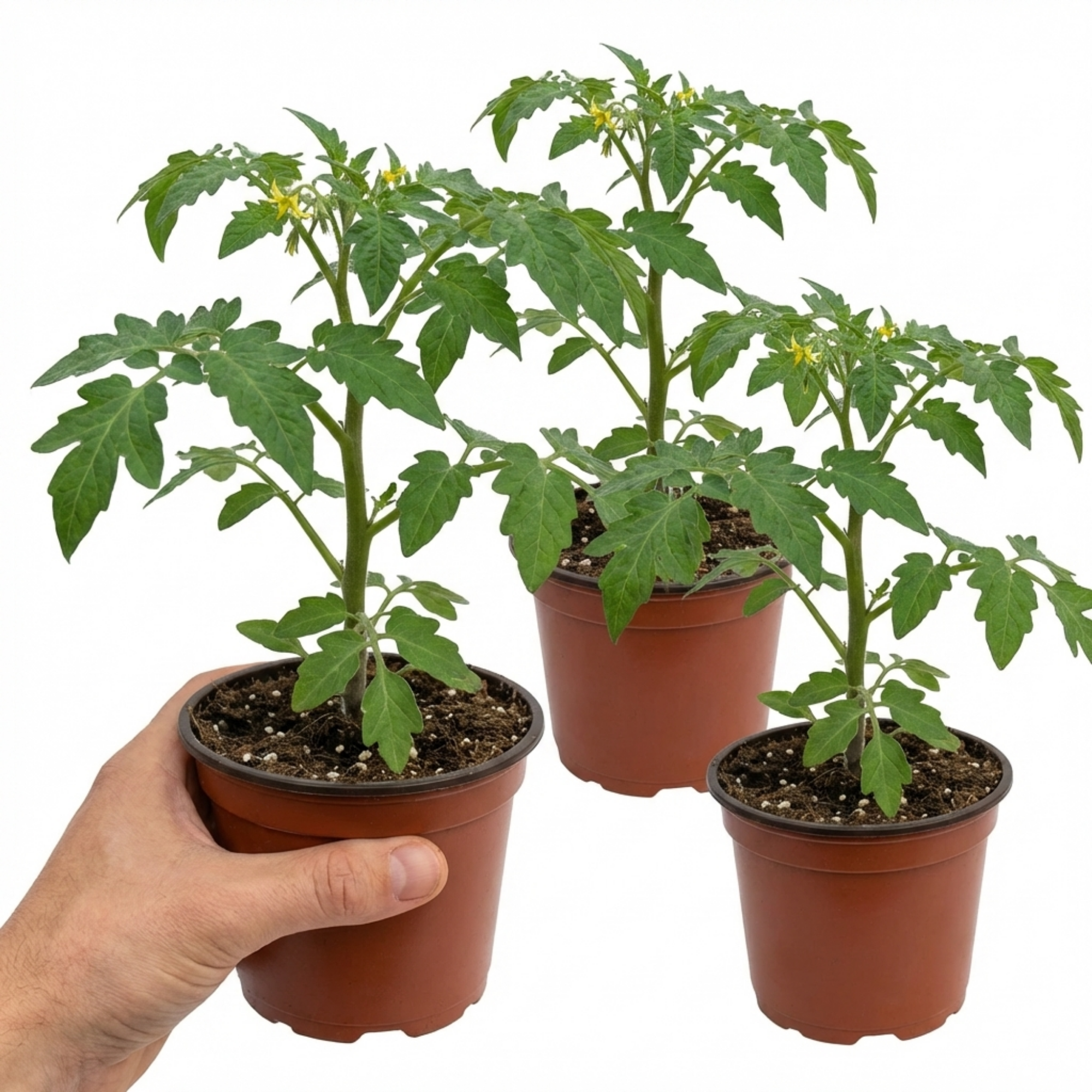 Tomato ‘Veranda Red’ — Fruit Plant / Tender Annual, 10.5cm Pot (Set of 3 or 6)