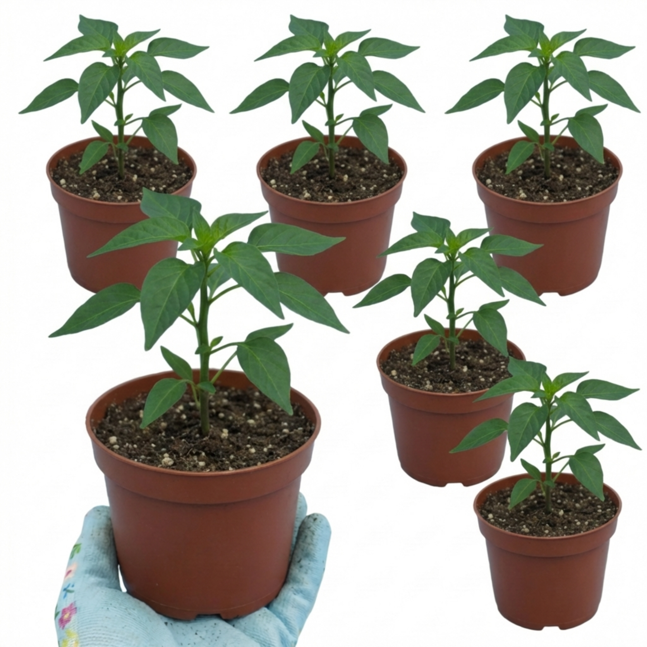 Chilli 'Thai Dragon' — Edible Annual, 10.5cm Pot (Set of 3 or 6)