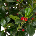 Holly ‘Heckenfee Standard’ — Fruit Plant / Tender Annual, 5L Pot