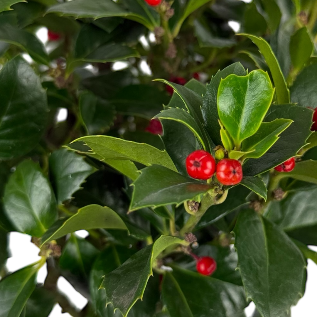Holly ‘Heckenfee Standard’ — Fruit Plant / Tender Annual, 5L Pot