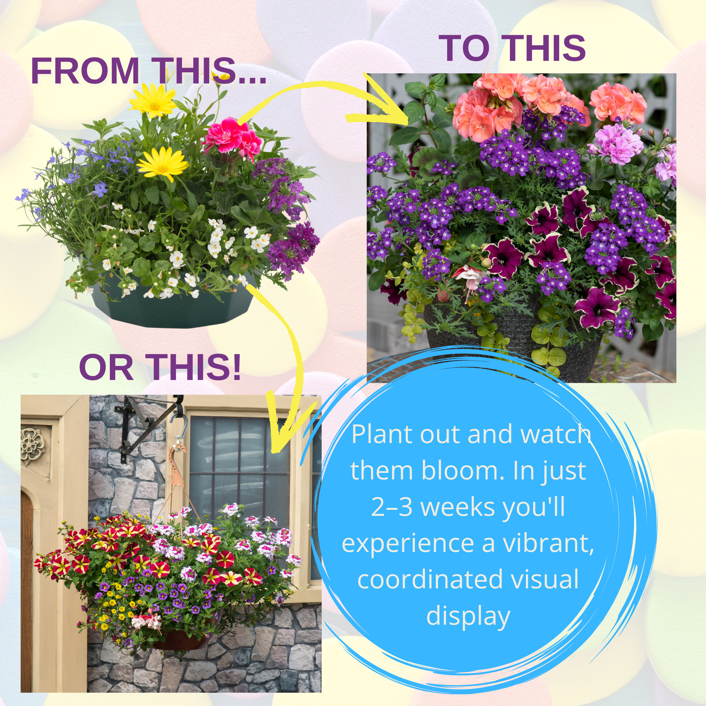 Multicolour Mix Speedplanter — Pre-Planted Mixed Annual Display, 7-Plant Set