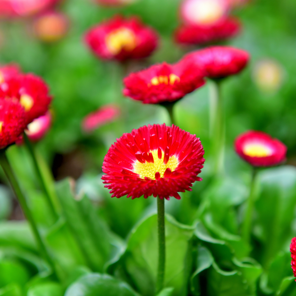 Bellis ‘Red’ — Hardy Perennial, Bee-Friendly, 10.5cm Pot