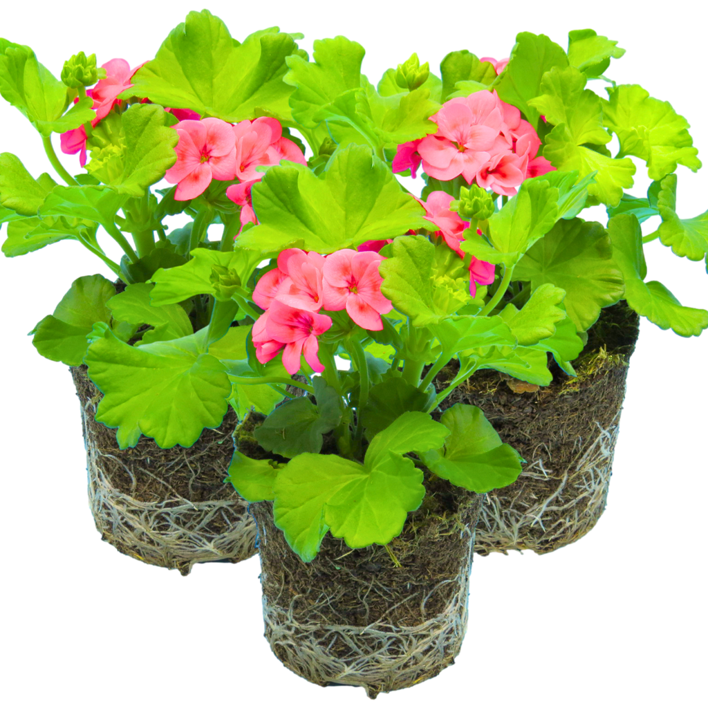 Pelargonium ‘Pink Splash’ — Tender Perennial (grown as bedding), Bee-Friendly, 1L Pot (Set of 3 or 6)