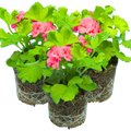 Pelargonium ‘Pink Splash’ — Tender Perennial (grown as bedding), Bee-Friendly, 1L Pot (Set of 3 or 6)