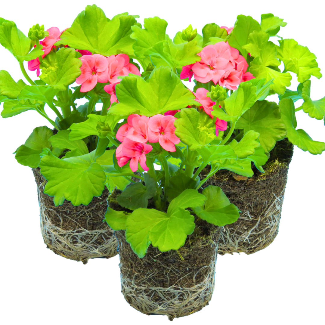 Pelargonium ‘Pink Splash’ — Tender Perennial (grown as bedding), Bee-Friendly, 1L Pot (Set of 3 or 6)