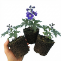 Delphinium ‘Pacific Giants King Arthur’ — Hardy Perennial, Bee-Friendly, 1L Pot (Set of 3 or 6)