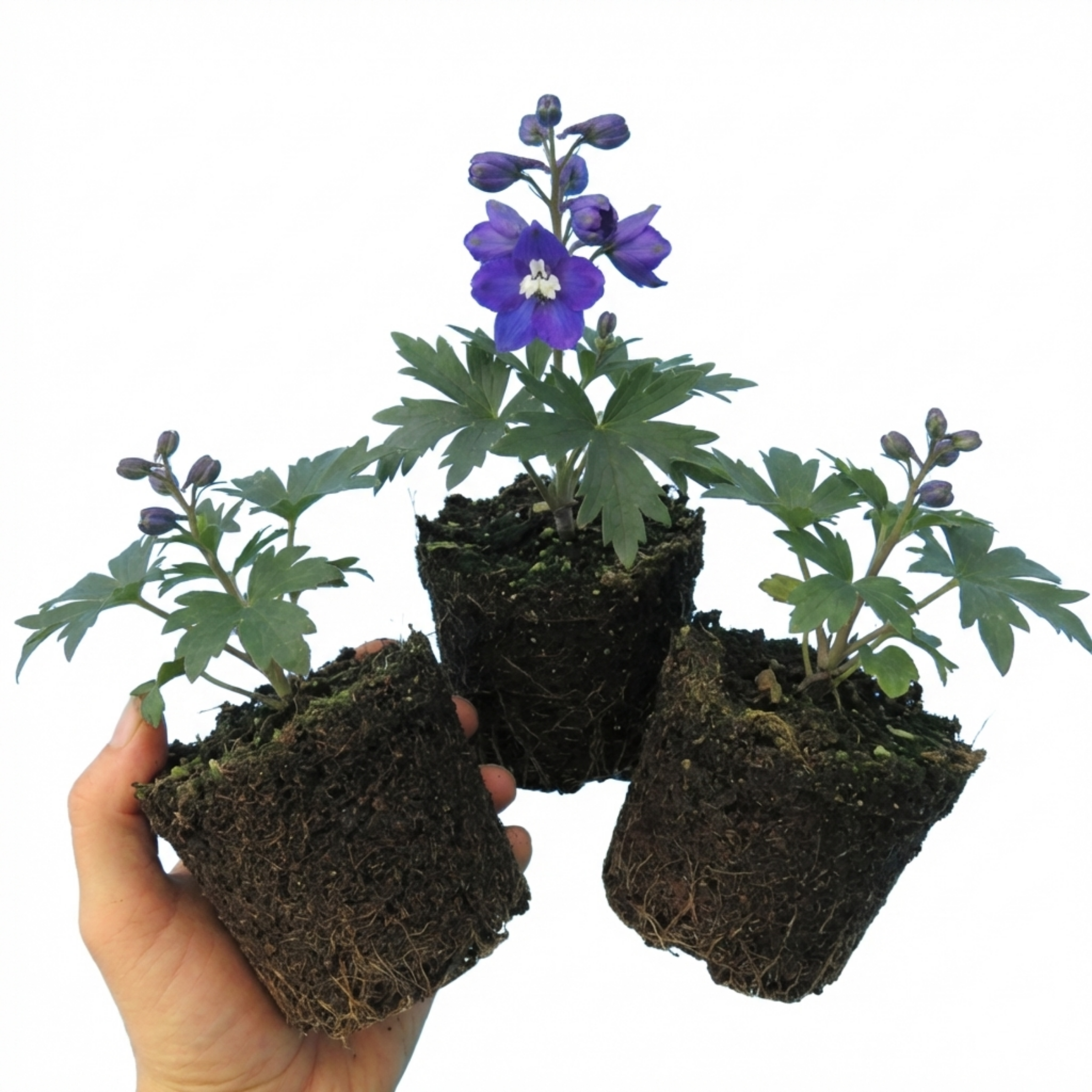 Delphinium ‘Pacific Giants King Arthur’ — Hardy Perennial, Bee-Friendly, 1L Pot (Set of 3 or 6)