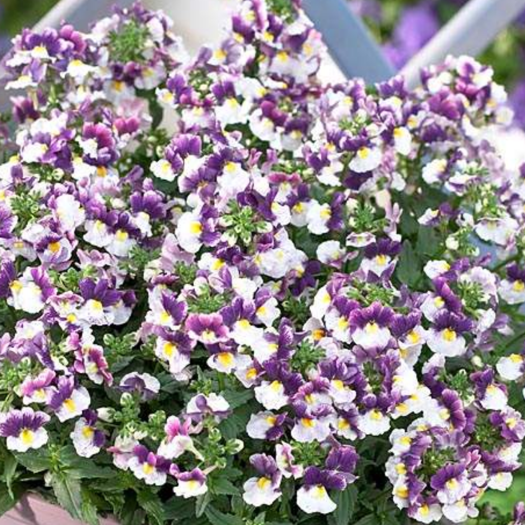 Nemesia ‘Nuvo Purple Bicolour’ — Annual / Short-lived Perennial, Bee-Friendly, 10.5cm Pot (Set of 3 or 6)