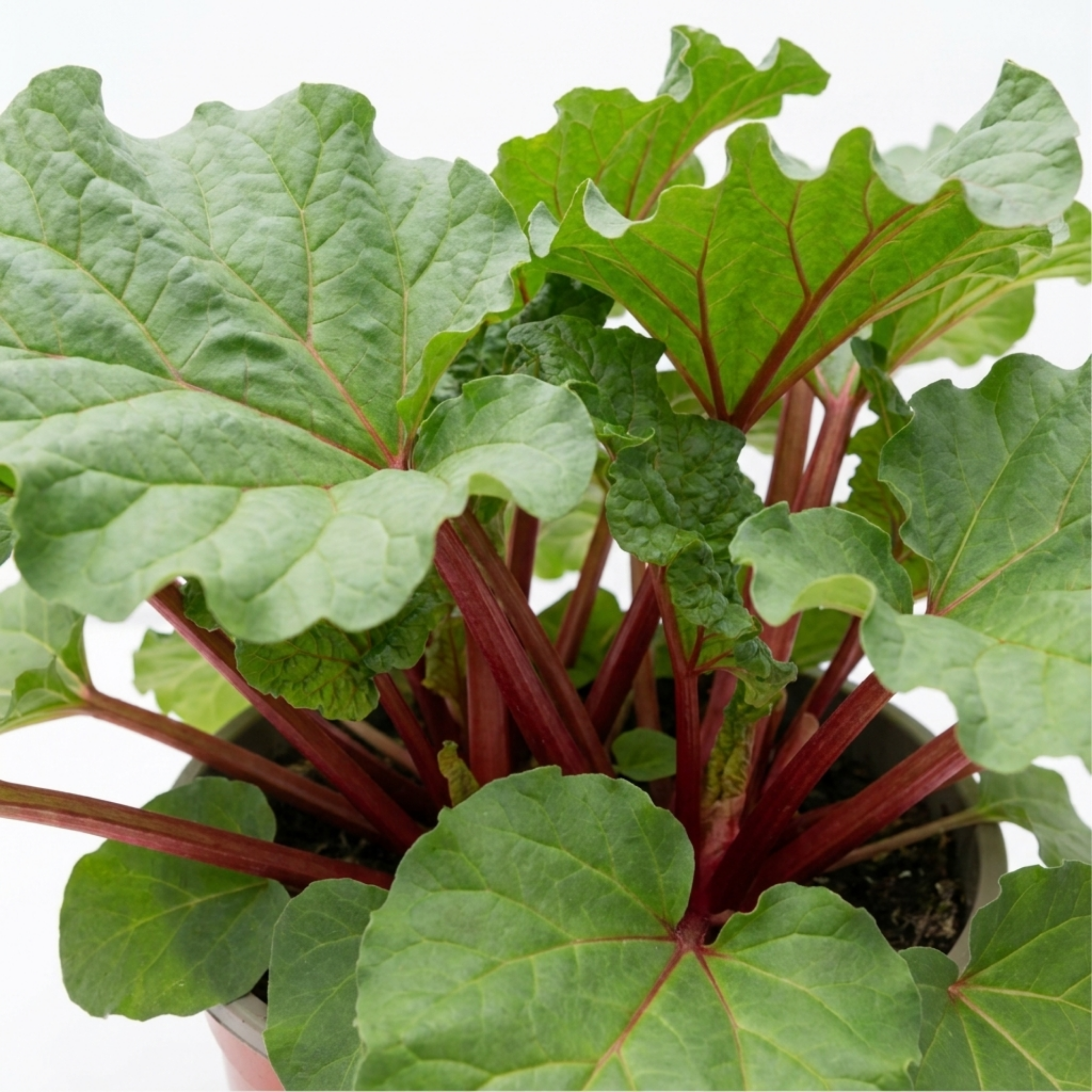 Rhubarb ‘Victoria’ — Hardy Perennial, 17cm Pot