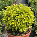 Pittosporum ‘Tenuifolium Golden Ball’ — Evergreen Shrub, Bee-Friendly, 3L Pot