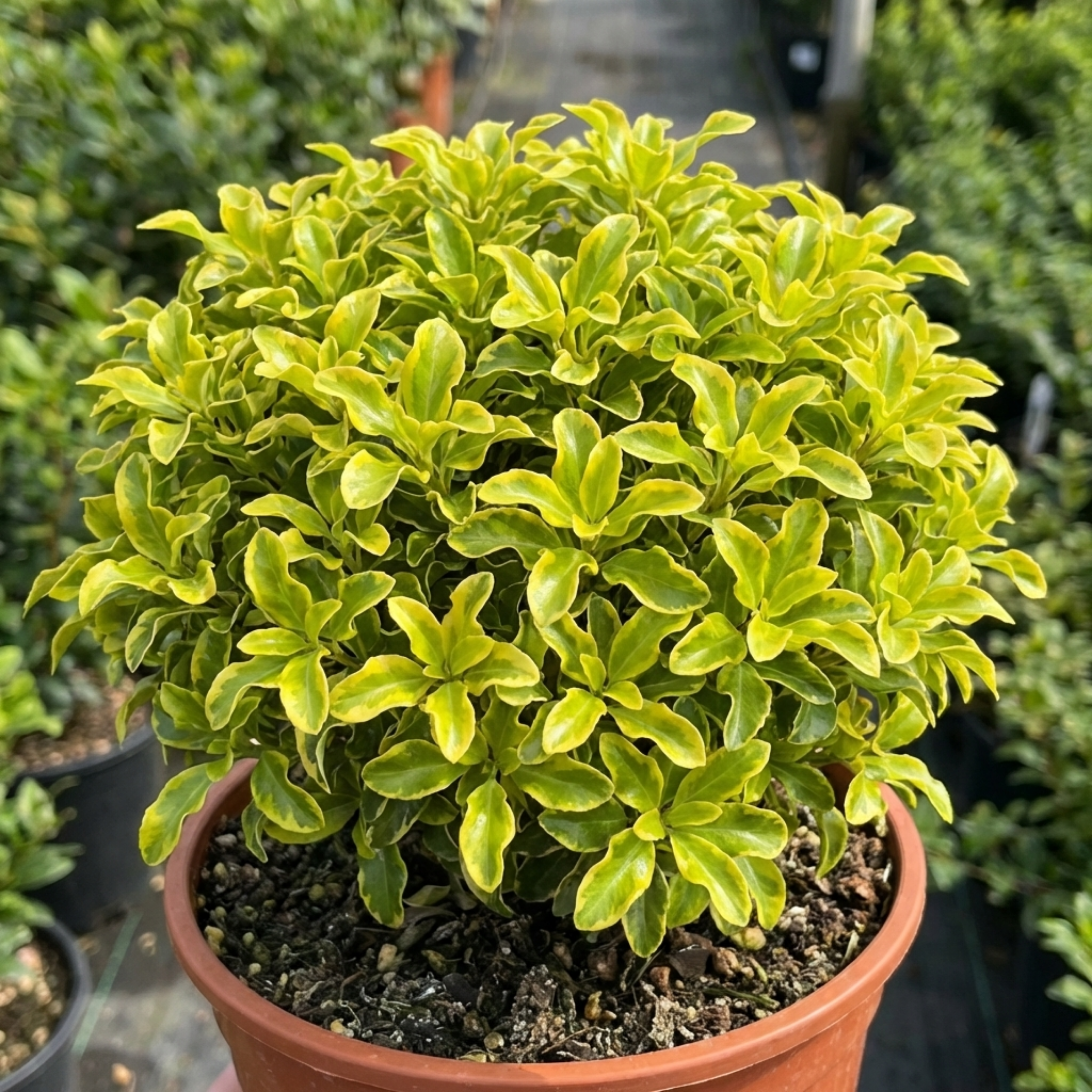 Pittosporum ‘Tenuifolium Golden Ball’ — Evergreen Shrub, Bee-Friendly, 3L Pot