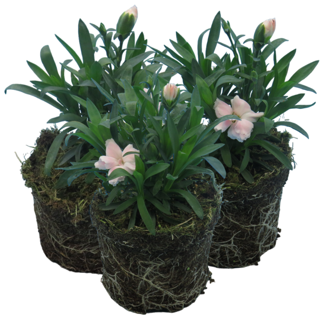 Carnation ‘White’ — Hardy Perennial, Bee-Friendly, 10.5cm Pot