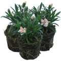 Carnation ‘White’ — Hardy Perennial, Bee-Friendly, 10.5cm Pot