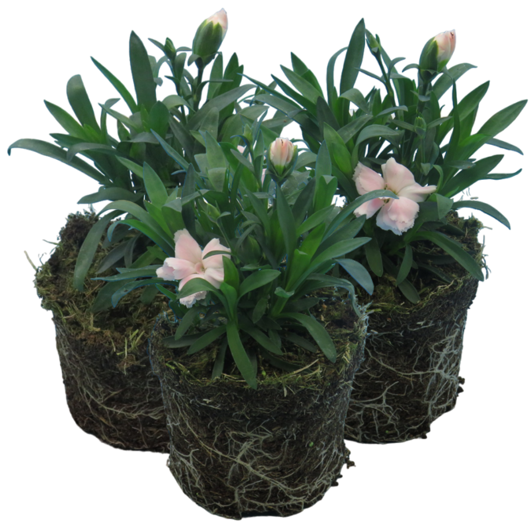 Carnation ‘White’ — Hardy Perennial, Bee-Friendly, 10.5cm Pot
