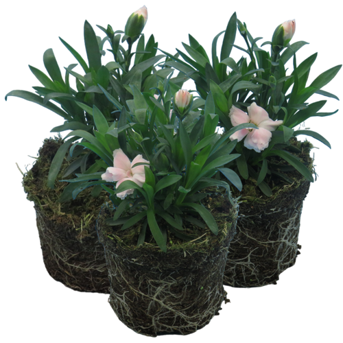 Carnation ‘White’ — Hardy Perennial, Bee-Friendly, 10.5cm Pot