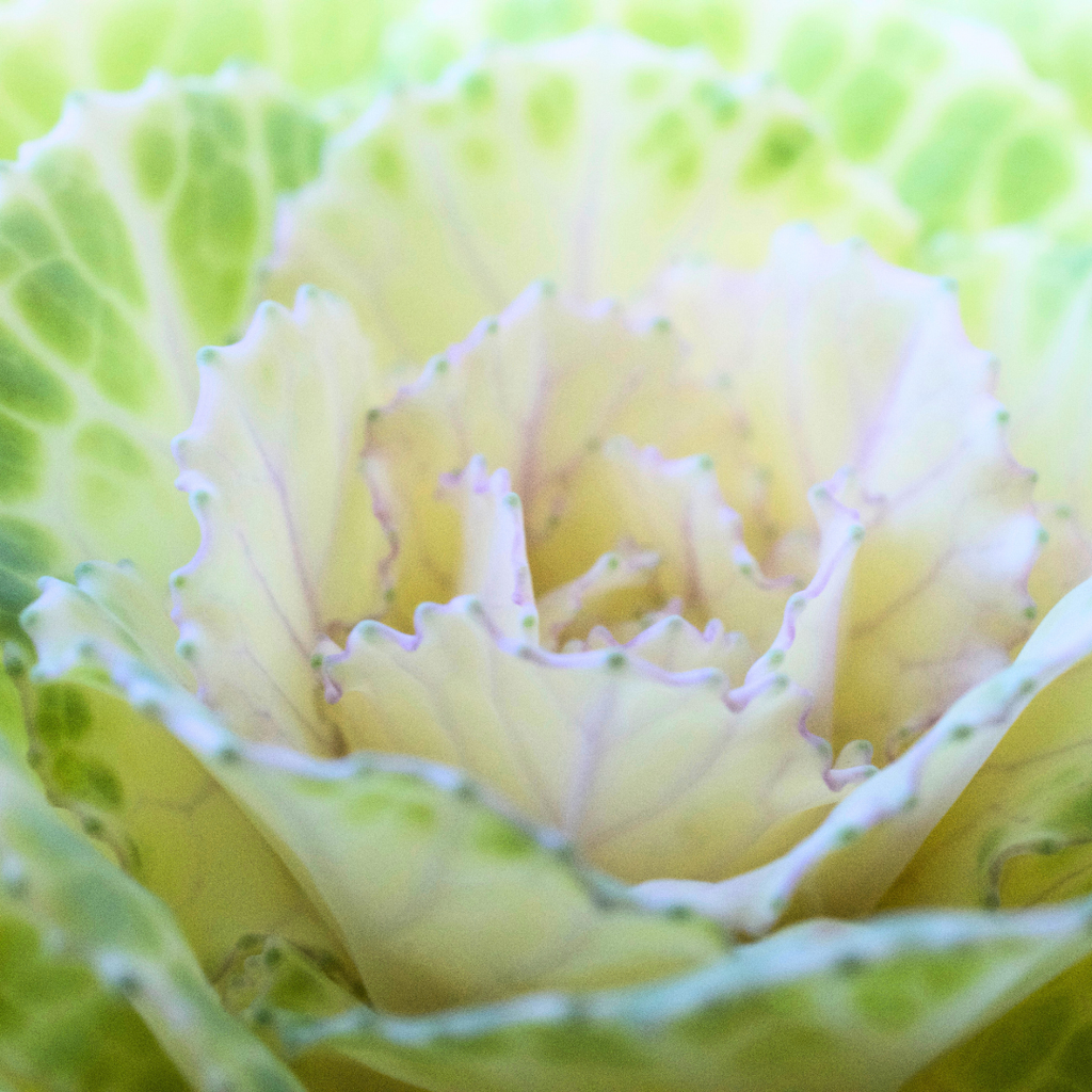 Ornamental ‘Cabbage White’ — Hardy Perennial, 1L Pot