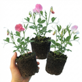 Lathyrus ‘Cupid’ — Hardy Annual Climber, Bee-Friendly, 10.5cm Pot (Set of 3 or 6)