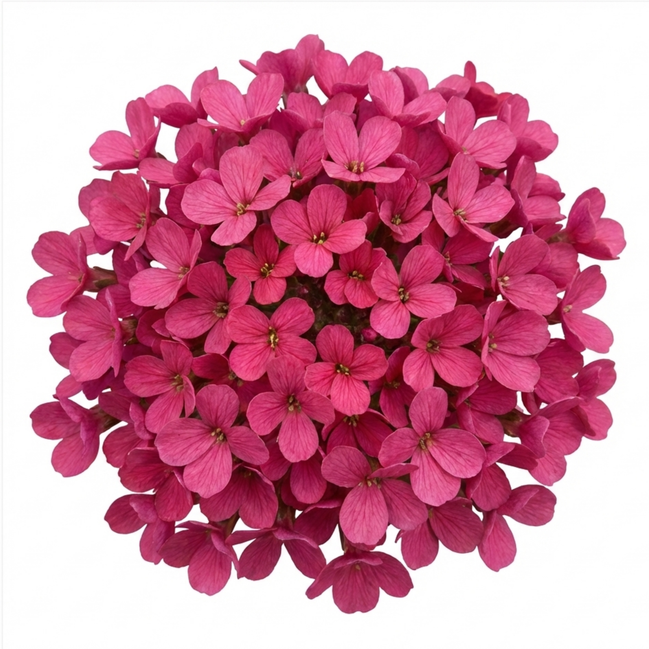 Arabis ‘Barranca Deep Rose’ — Evergreen Alpine Perennial, 1L Pot (Set of 3 or 6)