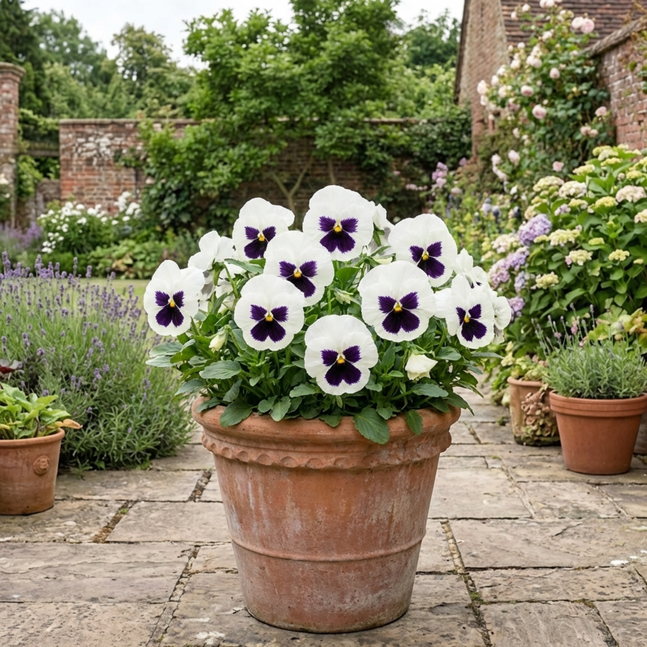 Pansy ‘White with Blotch’ — Hardy Annual / Short-lived Perennial, Bee-Friendly, 3L Pot