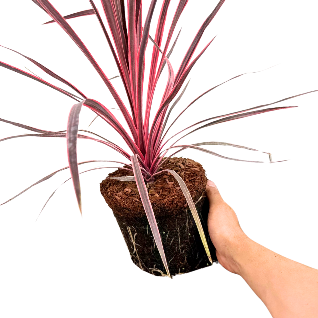 Cordyline ‘Charlie Boy’ — Hardy Perennial, 3L Pot