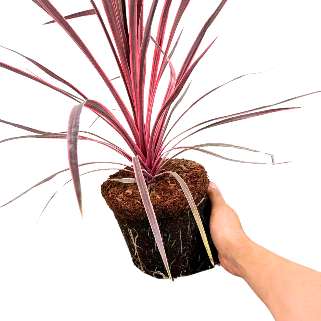 Cordyline ‘Charlie Boy’ — Hardy Perennial, 3L Pot