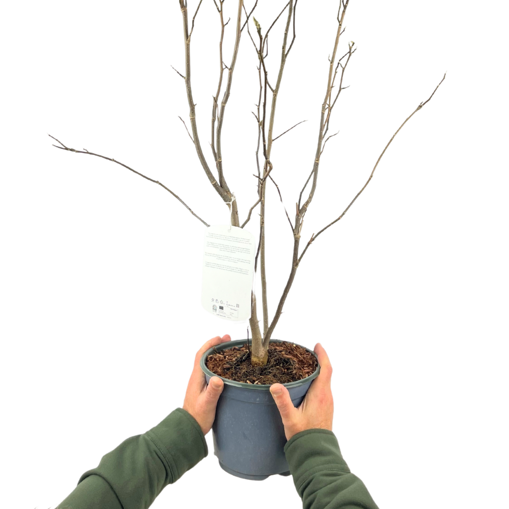 Magnolia ‘Susan’ — Garden Tree, Bee-Friendly, 3L Pot