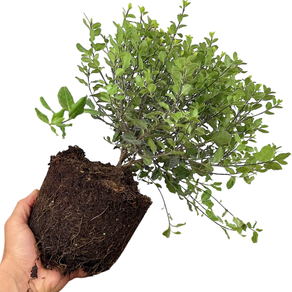 Pittosporum ‘Tom Thumb’ — Hardy Shrub, 3L Pot