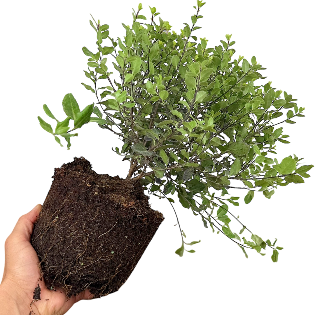 Pittosporum ‘Tom Thumb’ — Hardy Shrub, 3L Pot