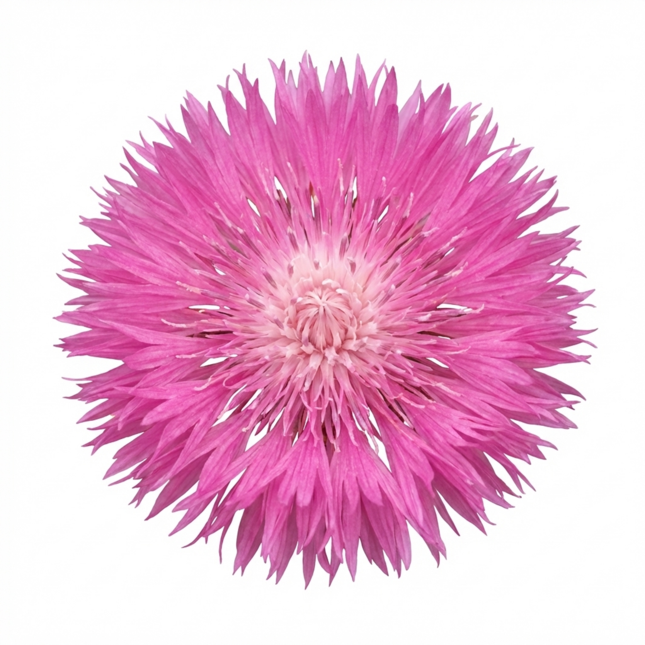 Centaurea ‘Bright Rose’ — Hardy Herbaceous Perennial, Bee-Friendly, 1L Pot (Set of 3 or 6)