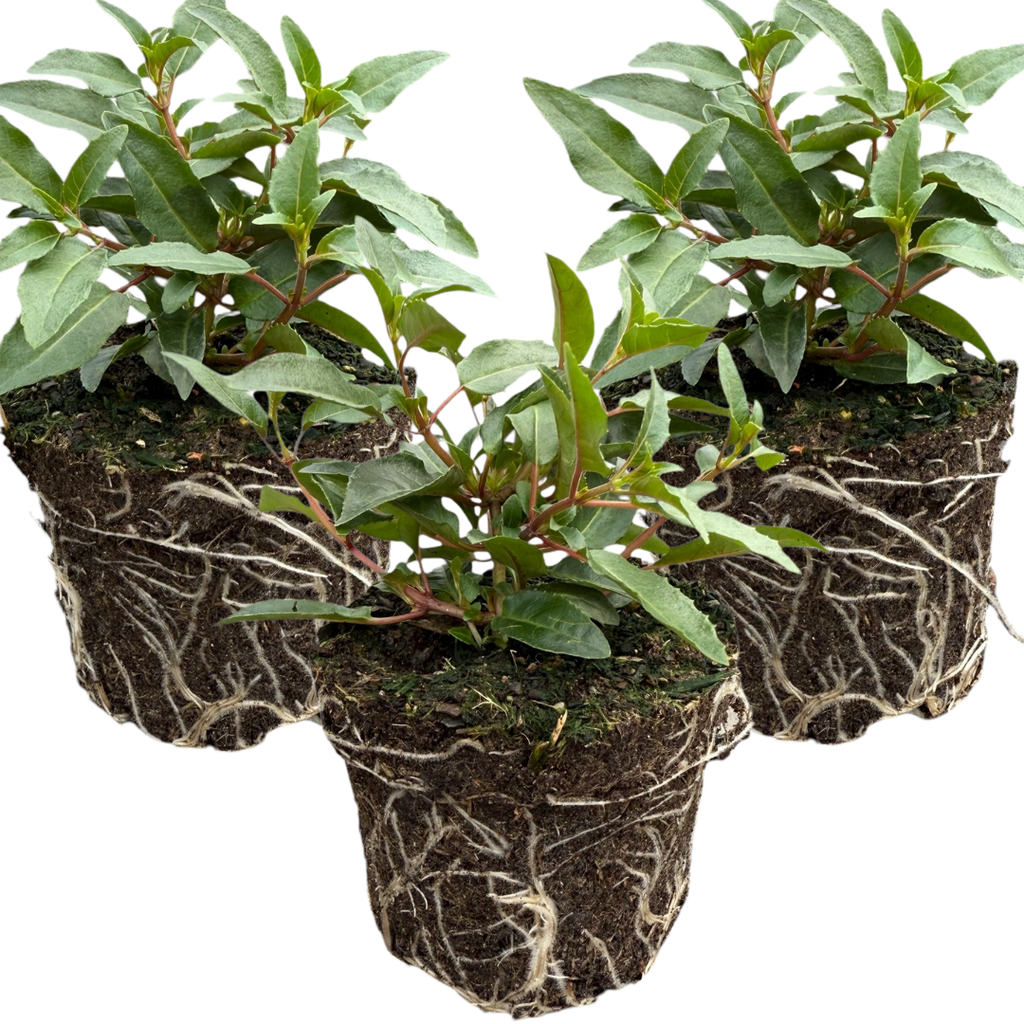 Fuchsia ‘Evita’ — Patio Fuchsia (semi-tender perennial), Bee-Friendly, 10.5cm Pot (Set of 3 or 6)