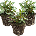 Fuchsia ‘Evita’ — Patio Fuchsia (semi-tender perennial), Bee-Friendly, 10.5cm Pot (Set of 3 or 6)