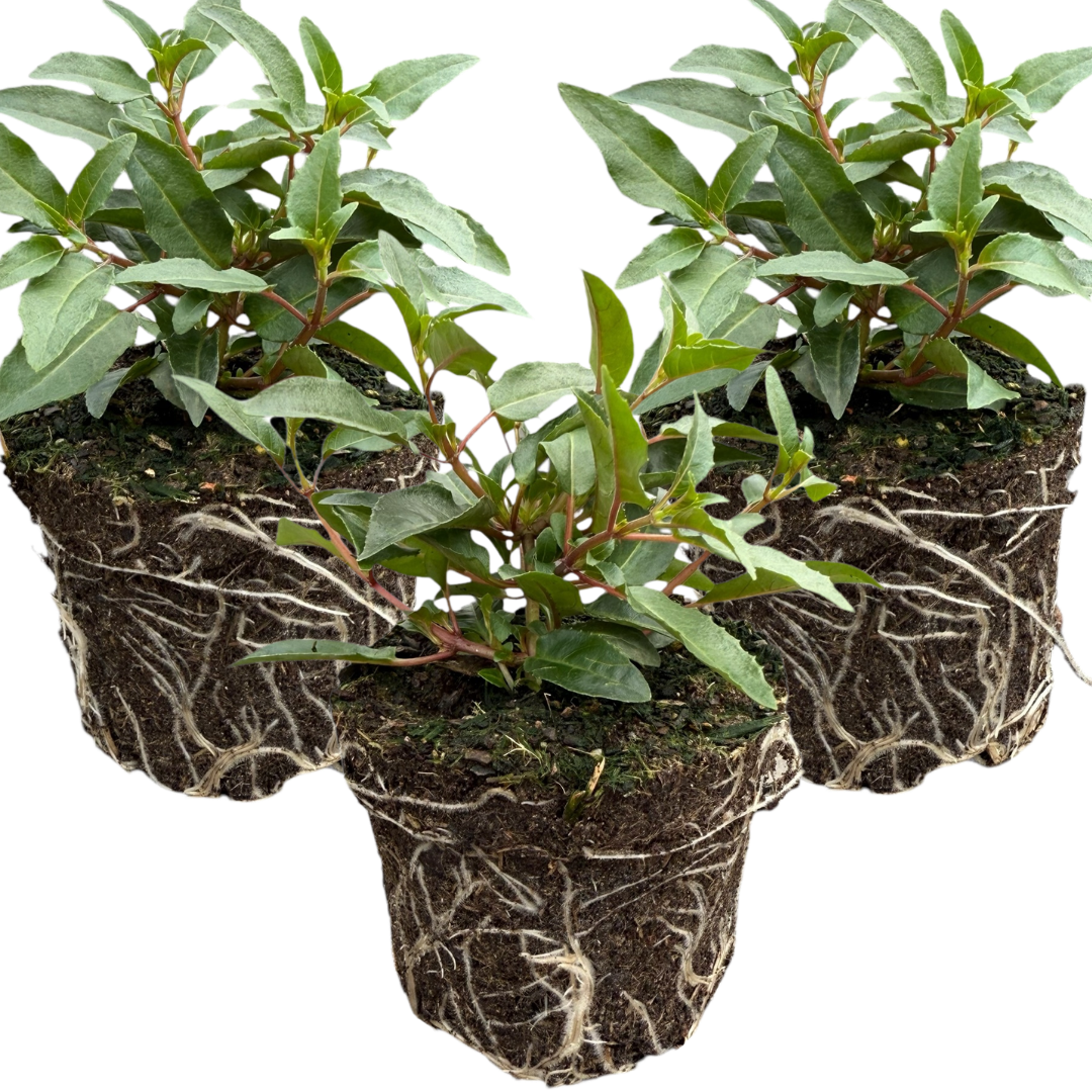 Fuchsia ‘Evita’ — Patio Fuchsia (semi-tender perennial), Bee-Friendly, 10.5cm Pot (Set of 3 or 6)