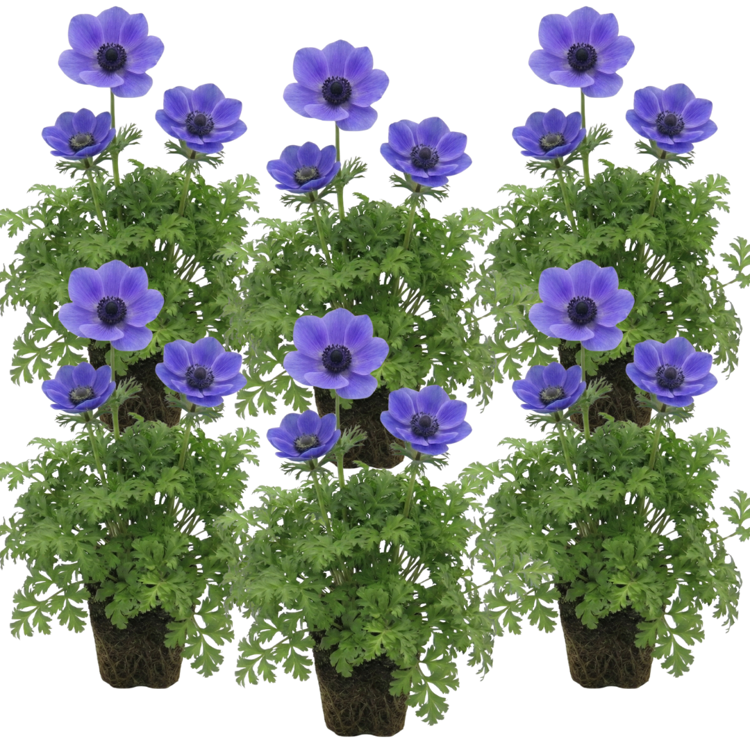 Anemone 'Harmony Blue' — Hardy Perennial, 1L Pot (Set of 3 or 6)