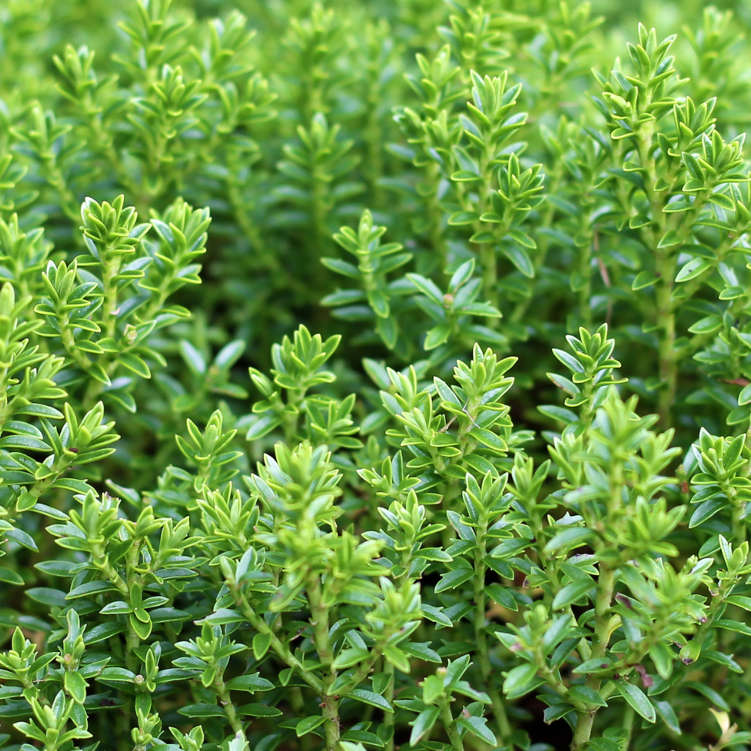Hebe ‘Little Leaves Green’ — Hardy Shrub, 2L Pot
