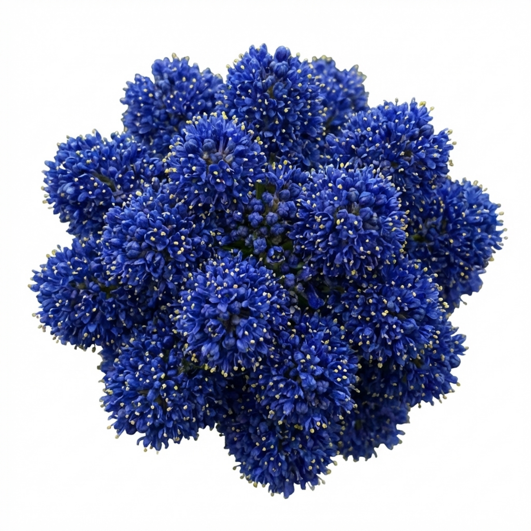 Ceanothus ‘Concha’ — Evergreen Shrub, Bee-Friendly, 3L Pot
