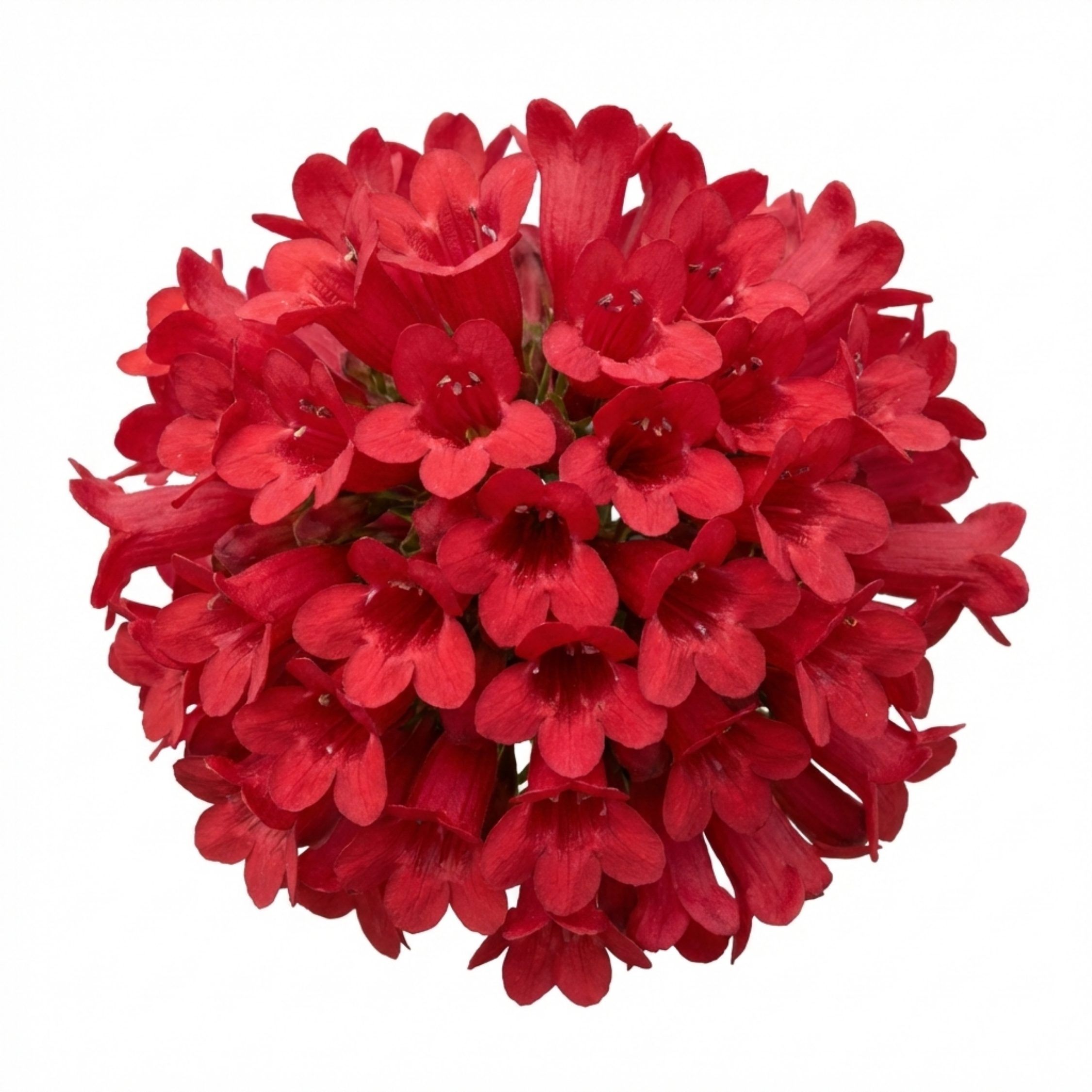 Penstemon ‘Red’ — Semi-evergreen Herbaceous Perennial, Bee-Friendly, 1L Pot (Set of 3 or 6)