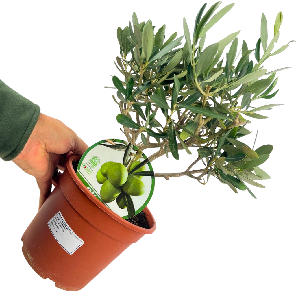 Mini Olive Bush (Olea europaea) — Hardy Evergreen, 15cm Pot