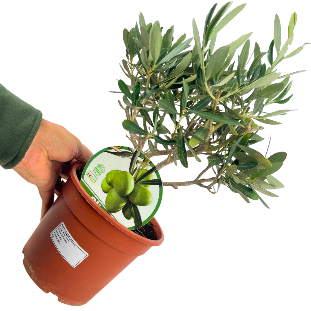 Mini Olive Bush (Olea europaea) — Hardy Evergreen, 15cm Pot