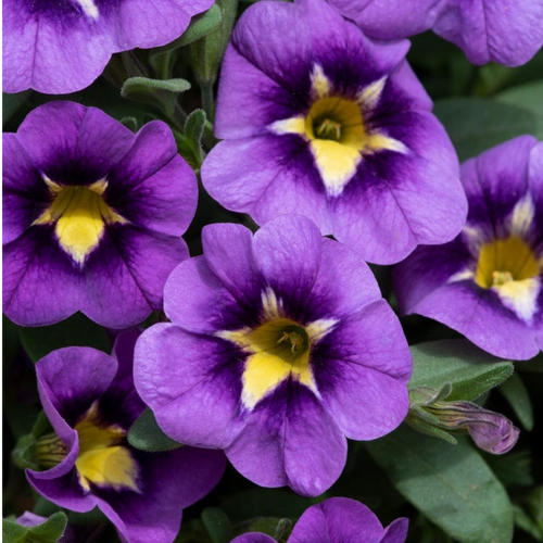 Calibrachoa ‘Bumble Bee Blue’ — Half-Hardy Trailing Annual, Bee-Friendly, 10.5cm Pot (Set of 3 or 6)