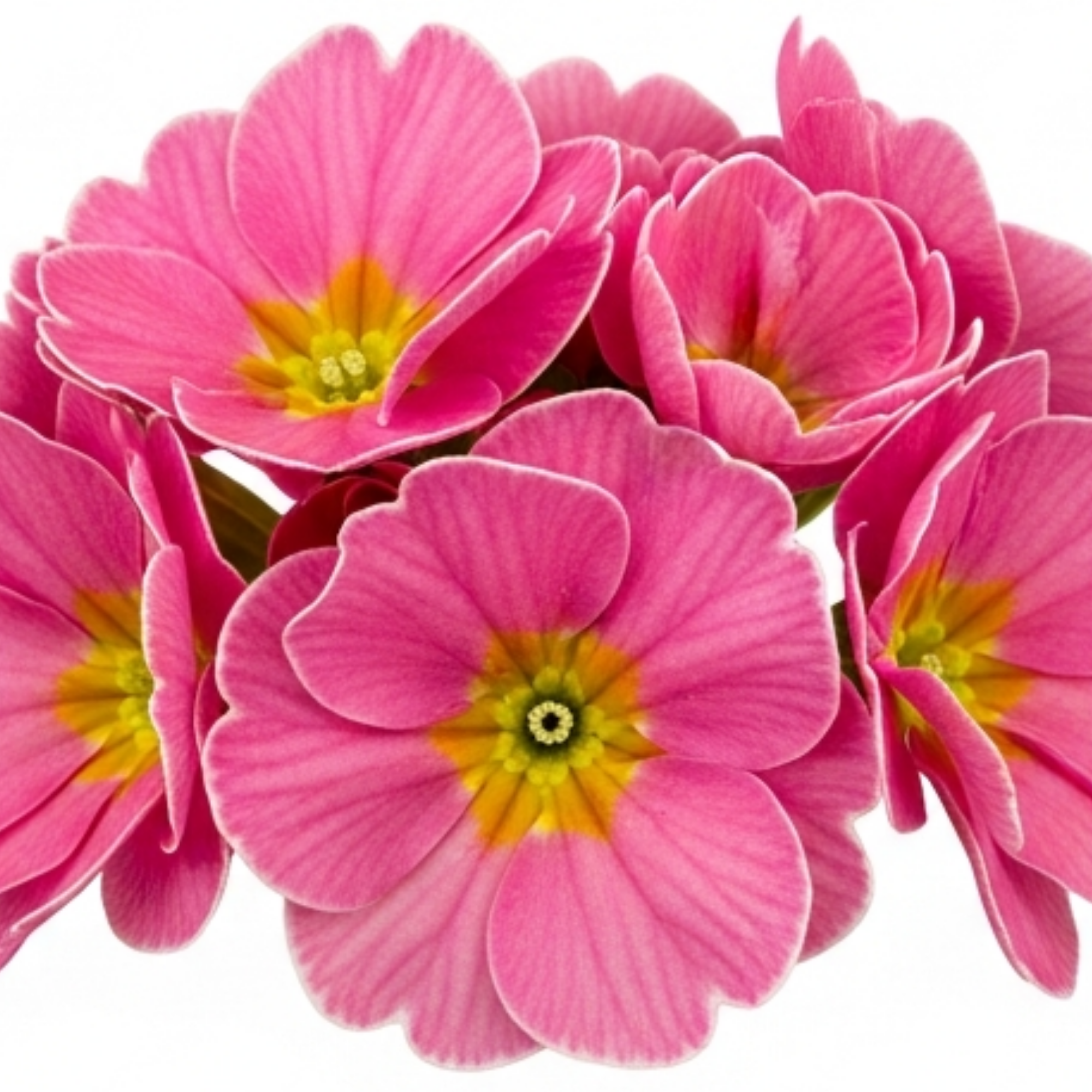 Primrose ‘Strawberry’ — Edible Plant, Bee-Friendly, 10.5cm Pot (Set of 3 or 6)