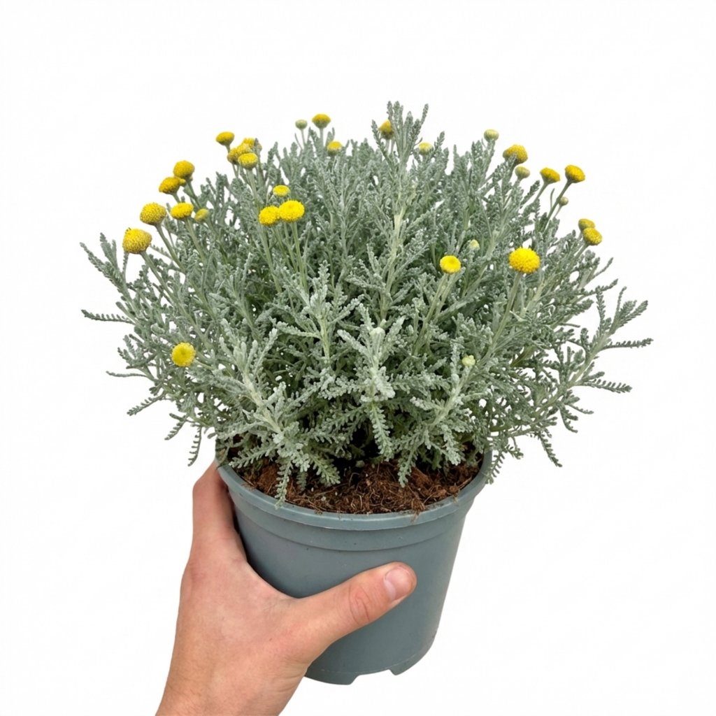 Santolina ‘Chamaecyparissus Cotton Lavender’ — Hardy Evergreen Shrub, Bee-Friendly, 2L Pot