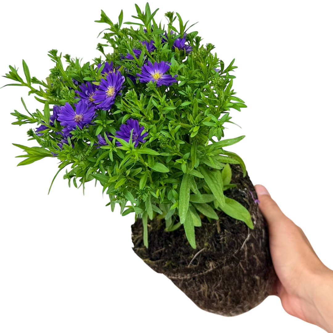 Aster ‘Alpha Dark Purple Space’ — Hardy Perennial, 2L Pot